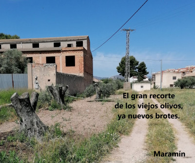 Exagerada.jpg