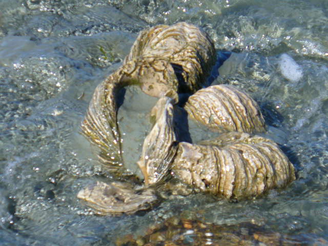 Ostrea máxima, (nombre científico de este fósil)en playas del Atlántico. Norte de la provincia de Santa Cruz...Argentina, (es foto de colección privada )